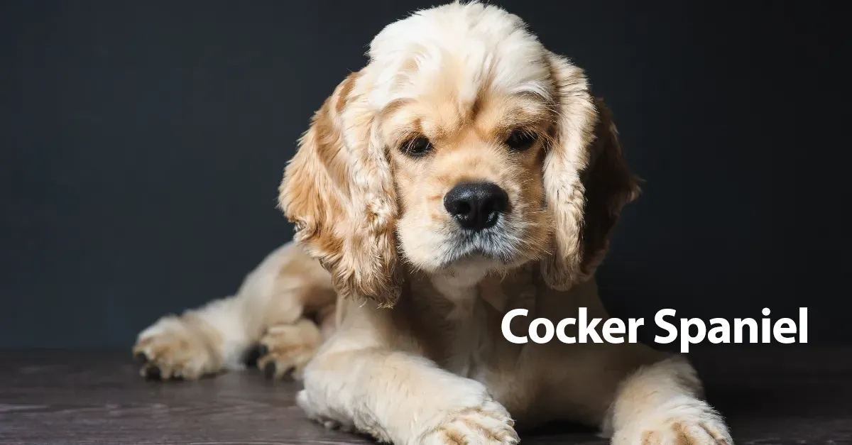 Cocker Spaniel