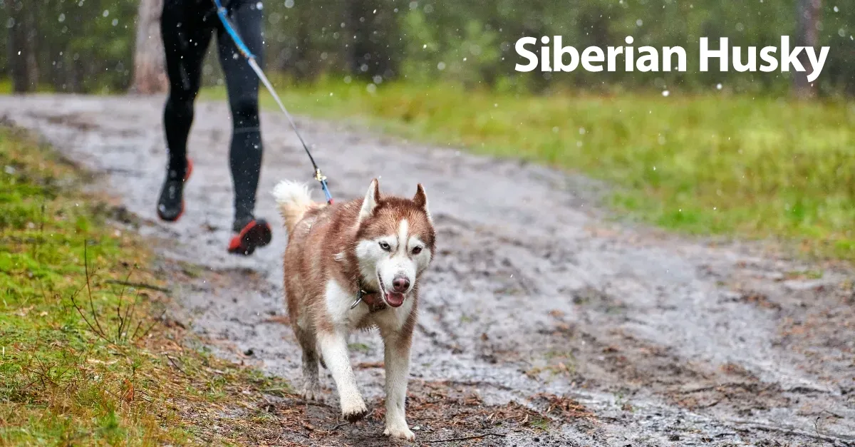 cani Per le persone attive e sportive